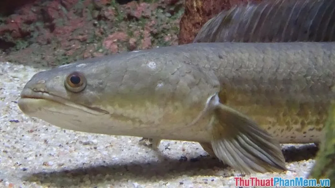 Câu hỏi thường gặp về mơ thấy con cá lóc đánh số mấy