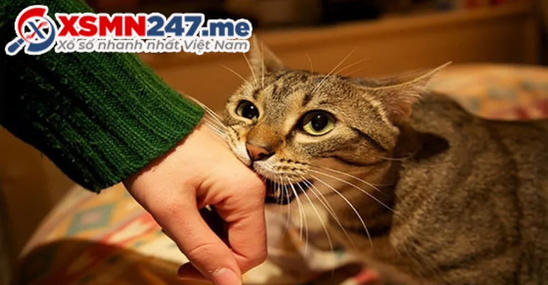 Câu hỏi thường gặp về nằm mơ thấy mèo cắn đánh số mấy