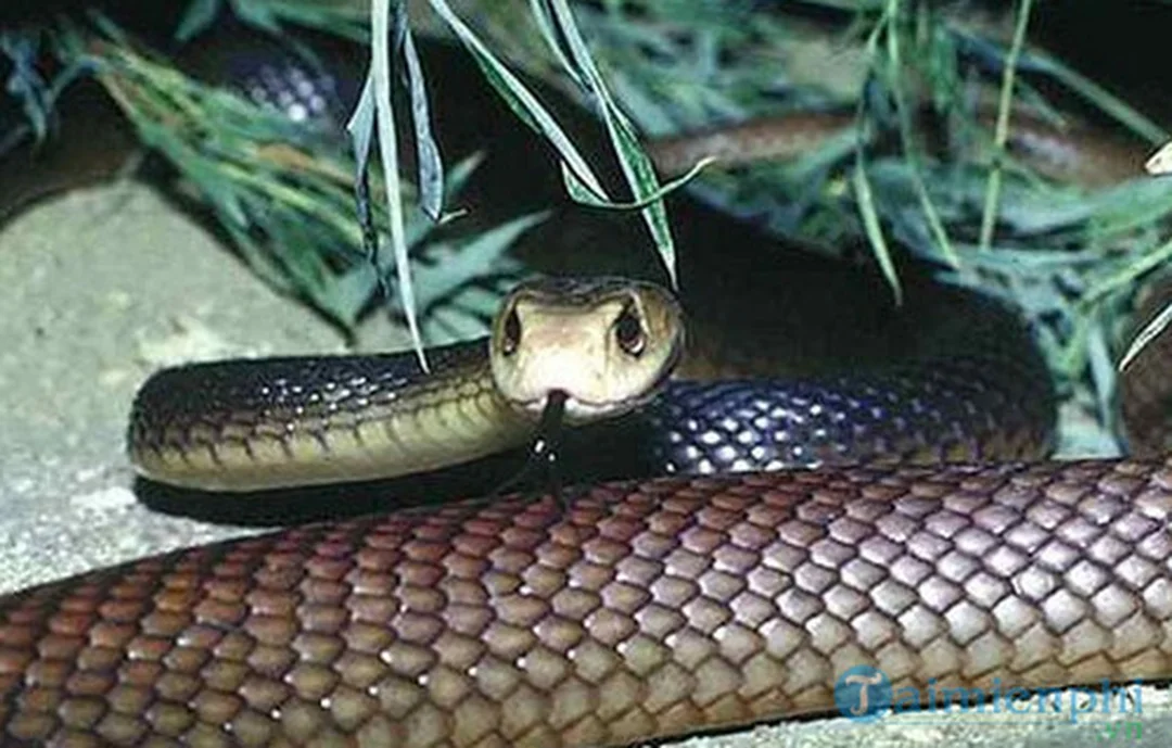 giải mã điềm báo mơ thấy rắn đuổi