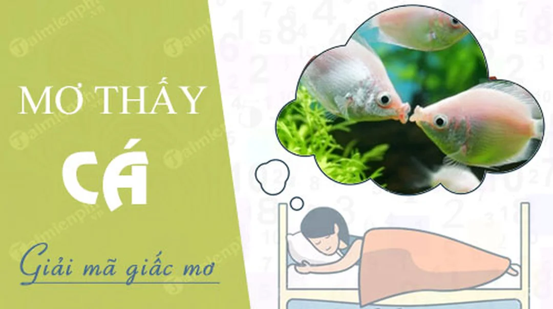 Giải Mã Giấc Mơ | Nằm mơ thấy cá đánh con gì