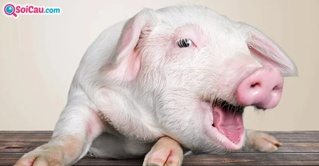 giải mã giấc mơ thấy heo và ý nghĩa dân gian