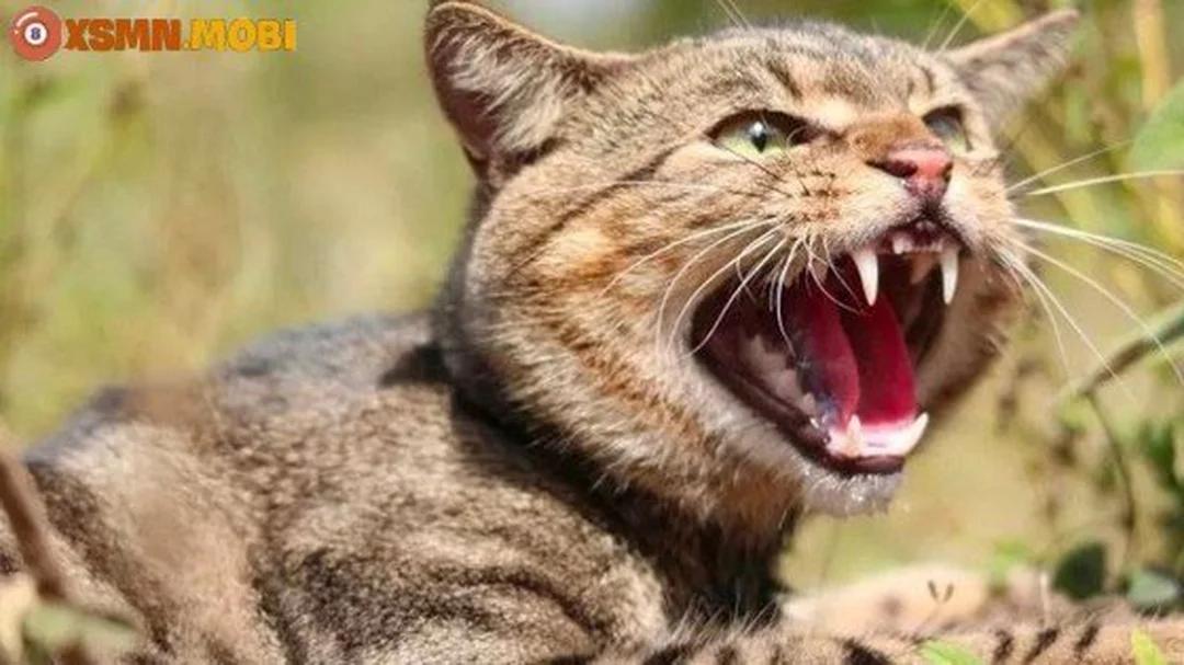 Giải mã giấc mơ thấy mèo cắn theo màu lông và hành vi của mèo