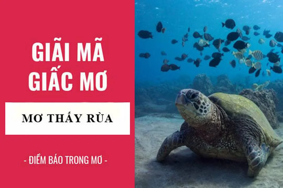 Giải mã giấc mơ thấy rùa đánh con gì
