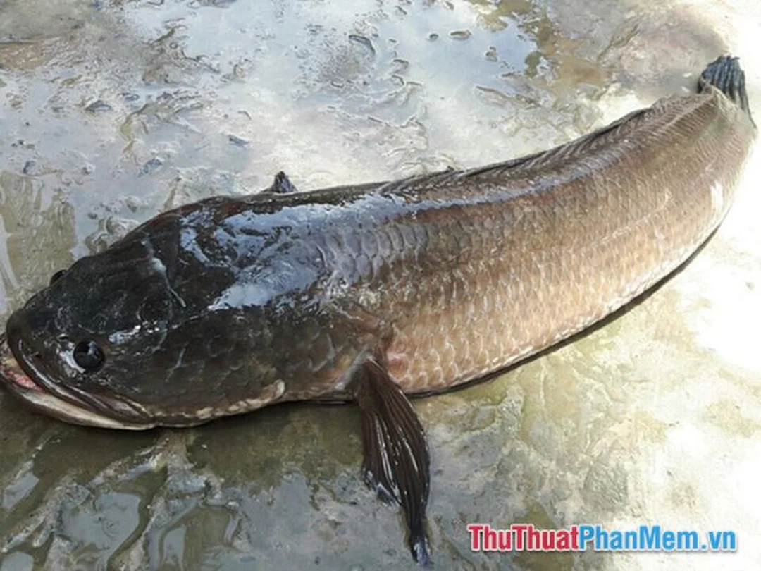 Giải nghĩa mơ thấy con cá lóc đánh số mấy và điềm báo hên xui