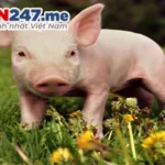 mo thay 2 con heo danh so may qua bang so con heo