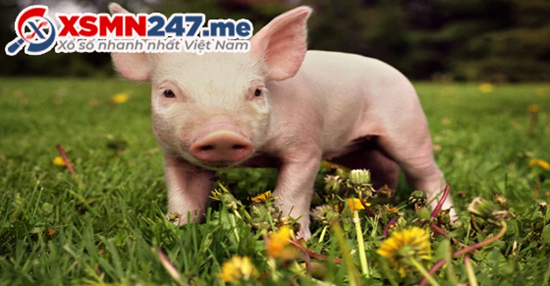 mo thay 2 con heo danh so may qua bang so con heo