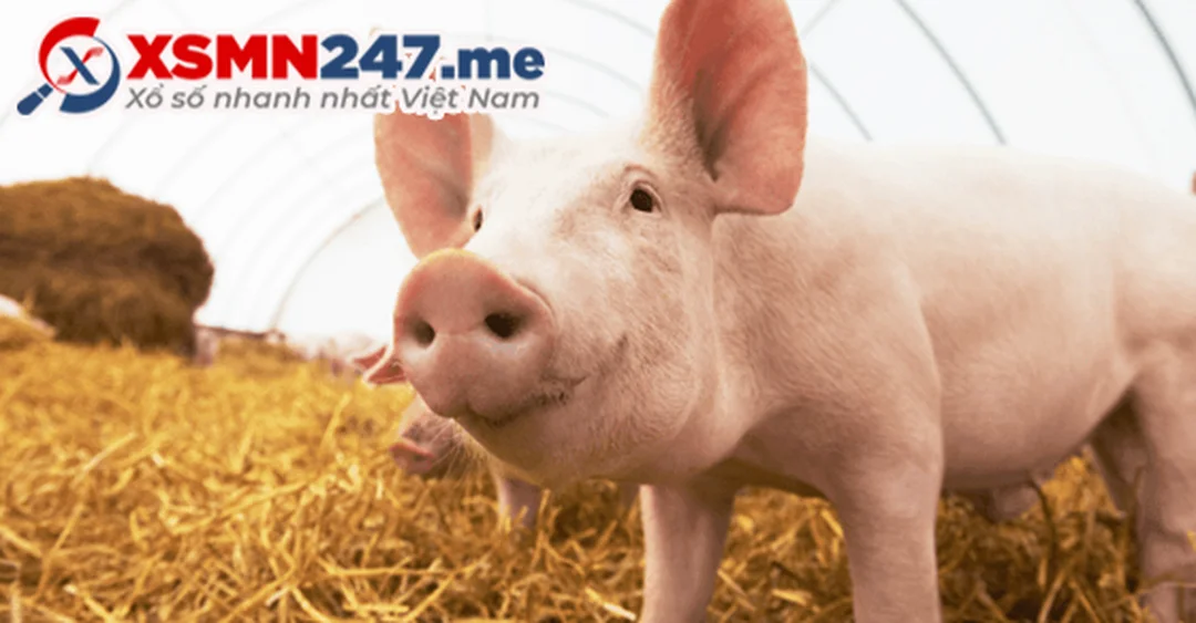 Mơ thấy 2 con heo đánh số mấy qua bảng tra heo lợn