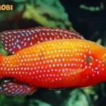 mo thay ao nhieu ca danh con gi hinh minh hoa 1