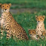 mo thay bao ve danh con gi hinh minh hoa 1