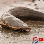 mo thay bat ca tre danh con gi va y nghia giac mo ca tre