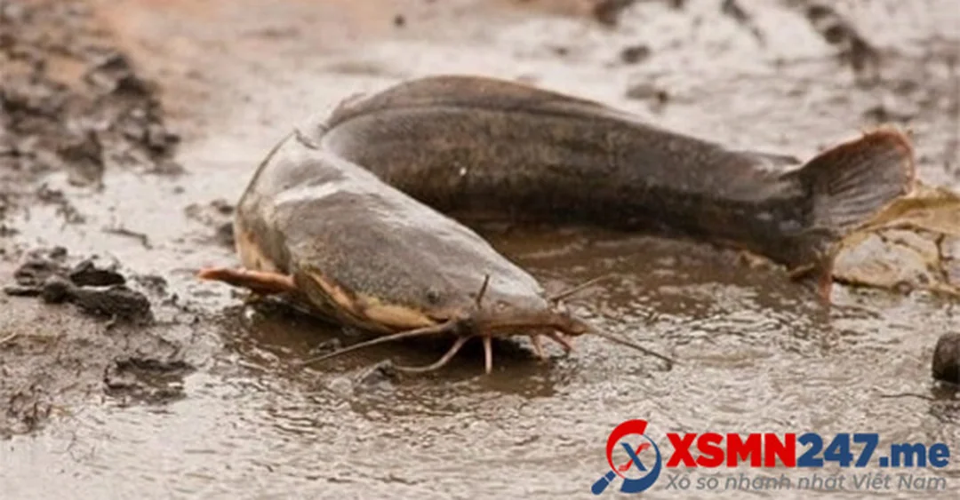 mo thay bat ca tre danh con gi va y nghia giac mo ca tre