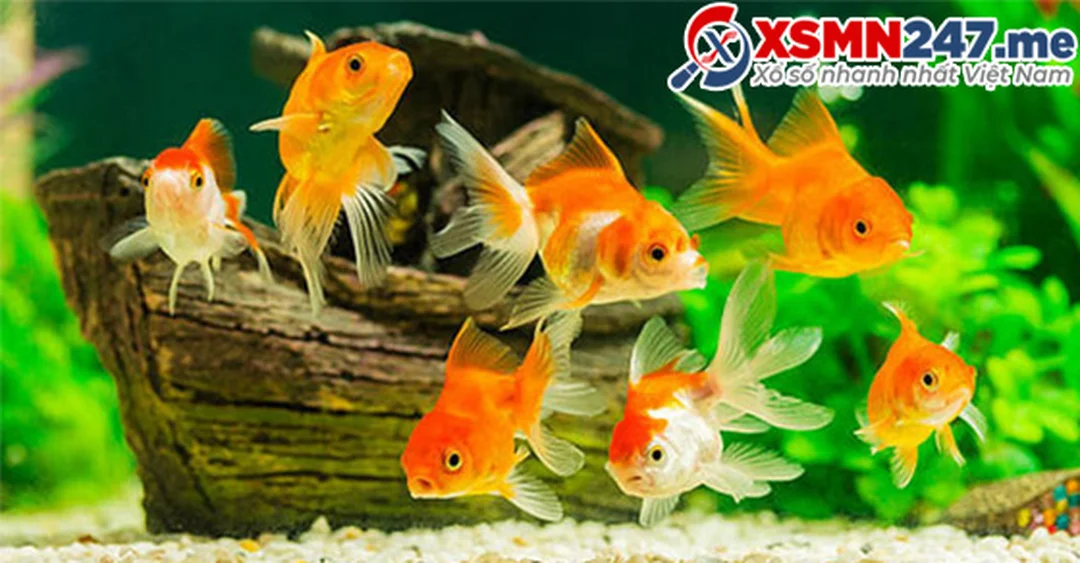 mơ thấy cá là điềm báo gì theo từng bối cảnh