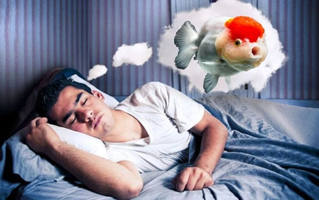 mơ thấy cá nhiều đánh con gì dưới góc nhìn giấc ngủ học