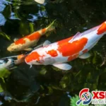 mo thay ca nhieu danh con gi qua bang so dan gian