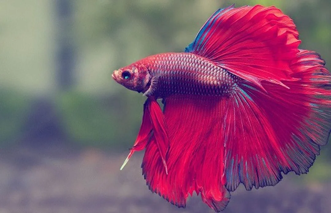 mơ thấy cá nhiều đánh con gì qua hình ý nghĩa giấc mơ thấy cá