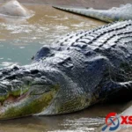 mo thay ca sau can danh con gi va bang so tham khao 1