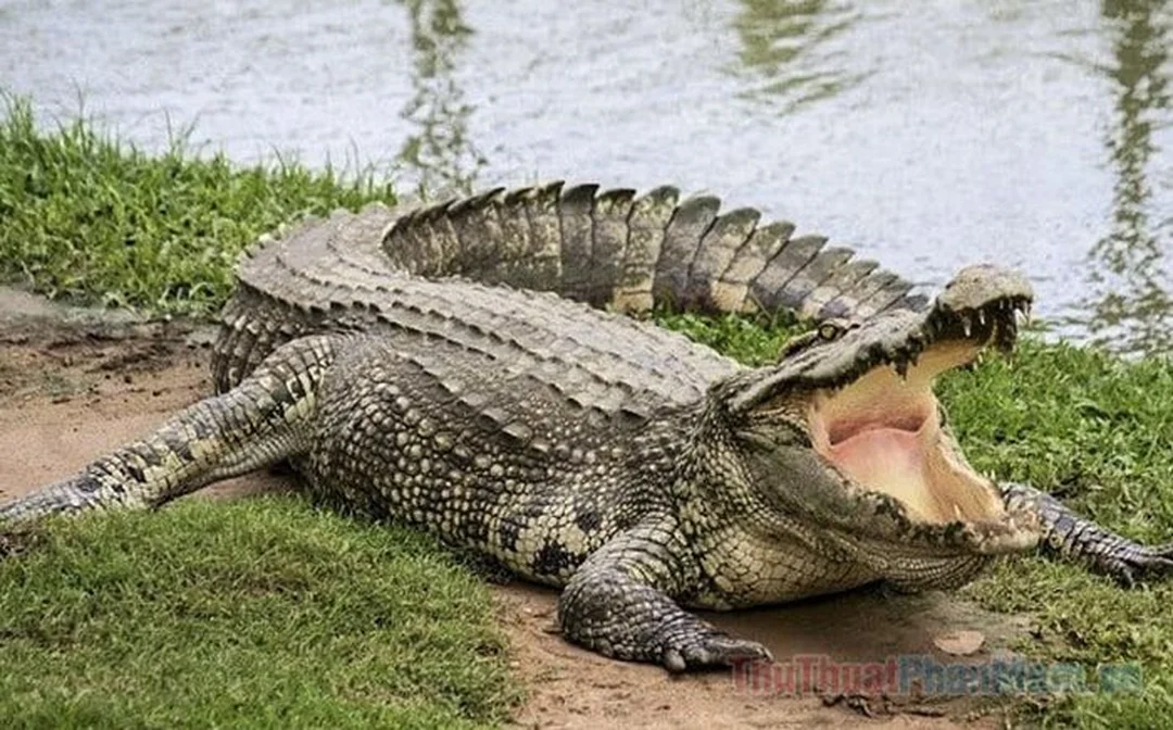 mơ thấy cá sấu cắn nên ghi lại chi tiết sau khi tỉnh