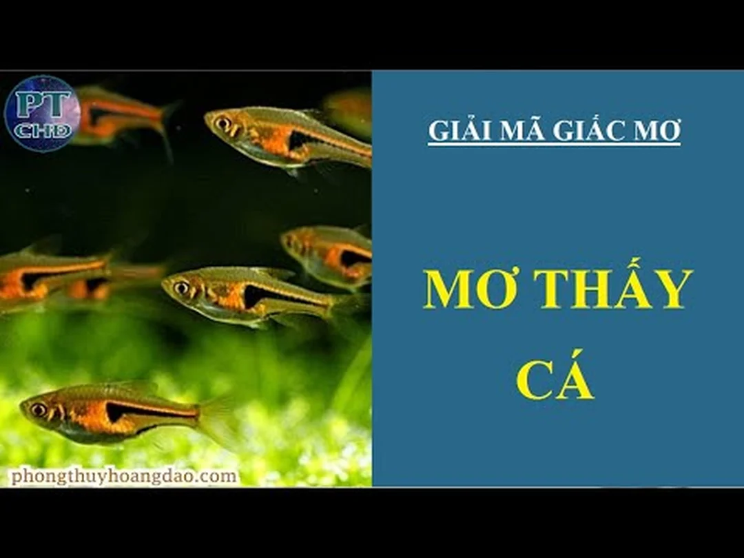 mơ thấy cá theo loài cá chép cá vàng cá lóc