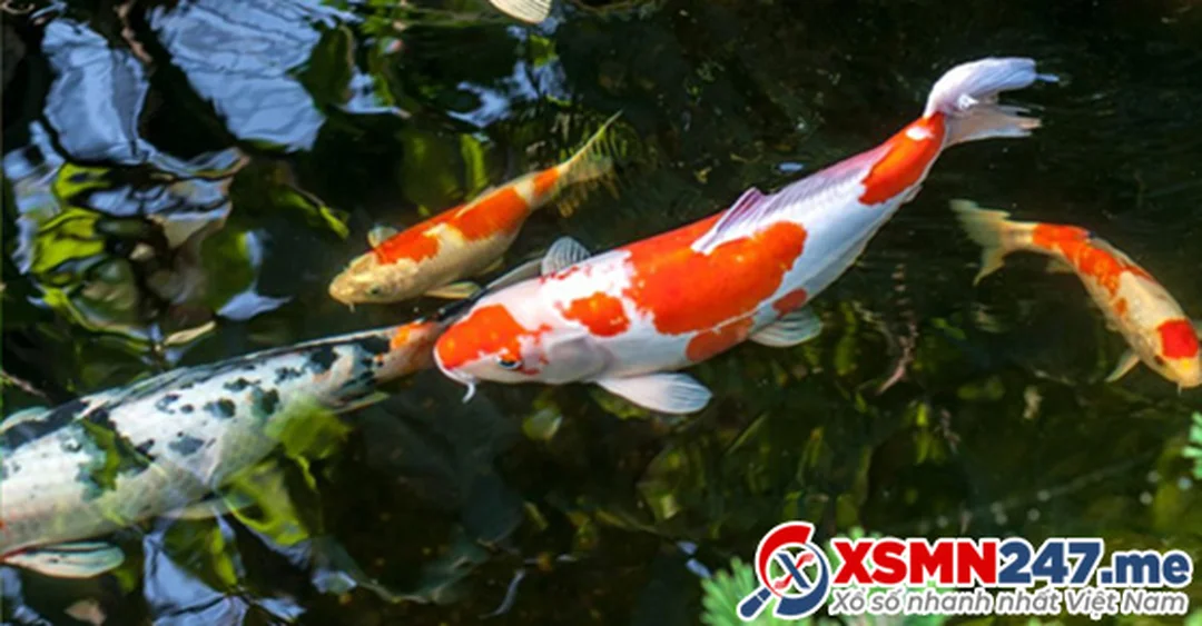 mo thay ca thi danh con gi bang so tra nhanh