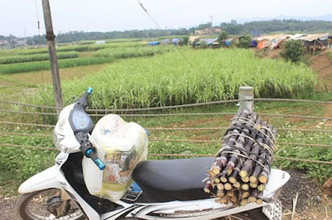 Mơ thấy cây mía đánh con gì qua hình ảnh bó mía thực tế sau thu hoạch