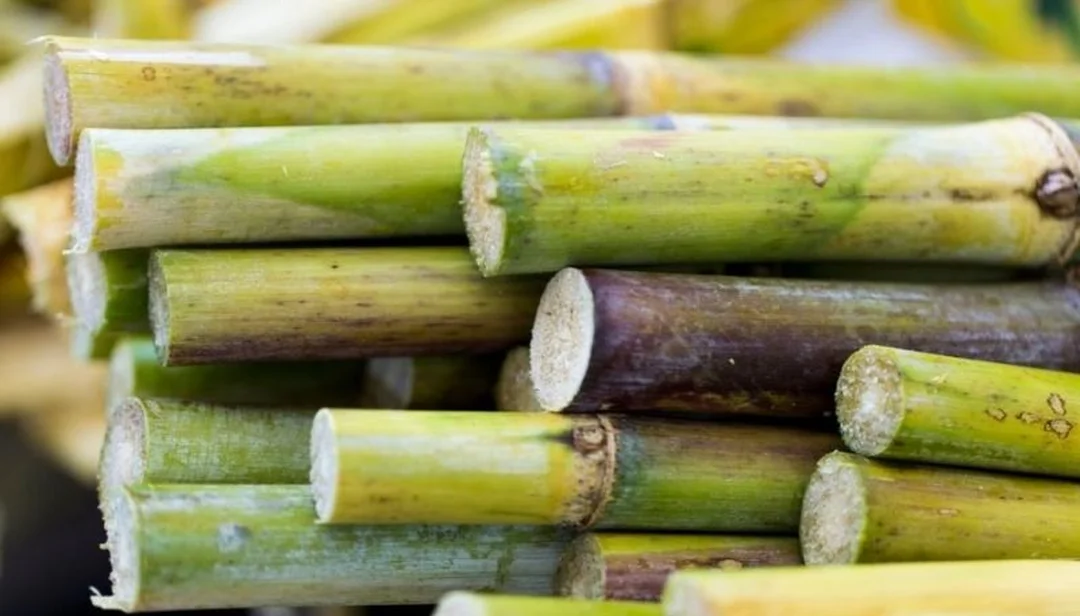 Mơ thấy cây mía đánh con gì qua hình ảnh cây mía và biểu tượng mùa vụ