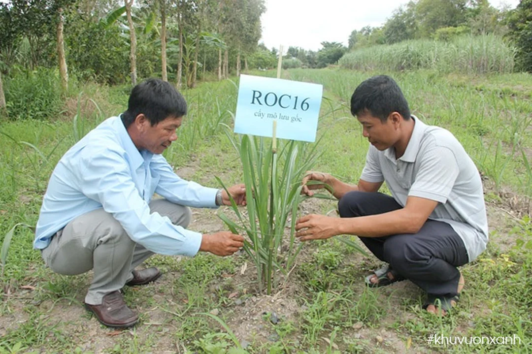 Mơ thấy cây mía đánh con gì qua hình ảnh quan sát giống mía thực tế