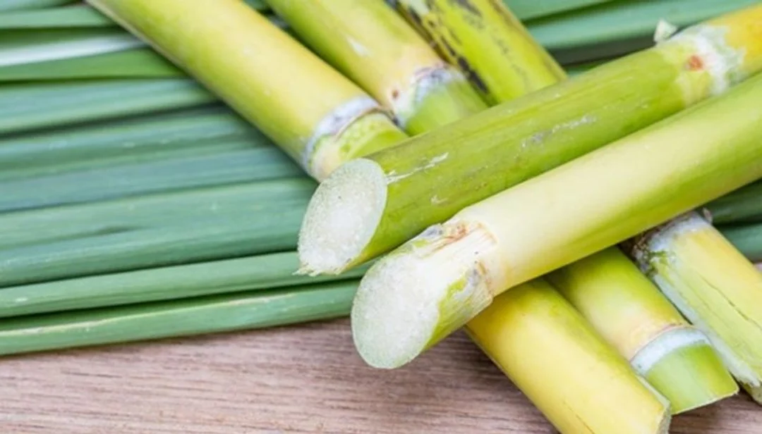 Mơ thấy cây mía đánh con gì qua hình ảnh ruộng mía thực tế