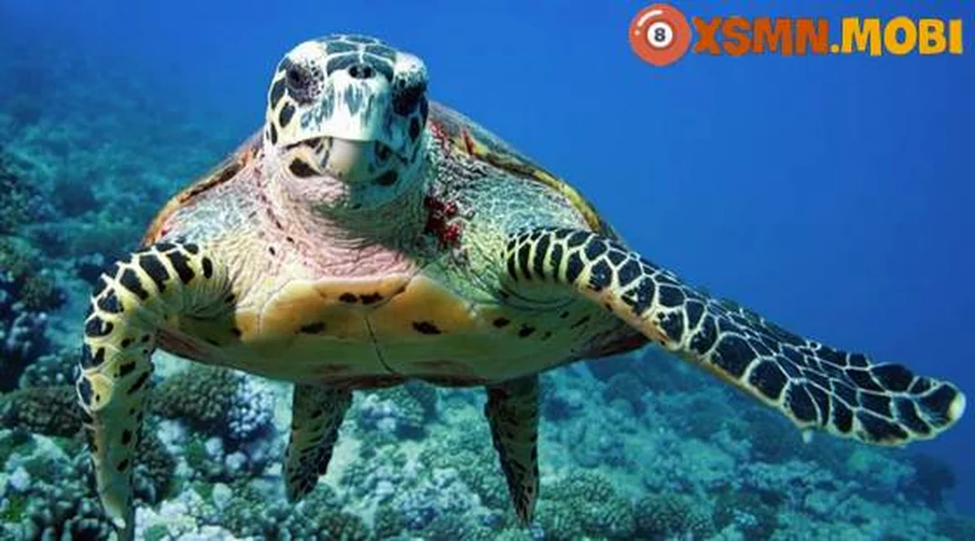 mơ thấy con ba ba thì đánh con gì - hình minh họa 1