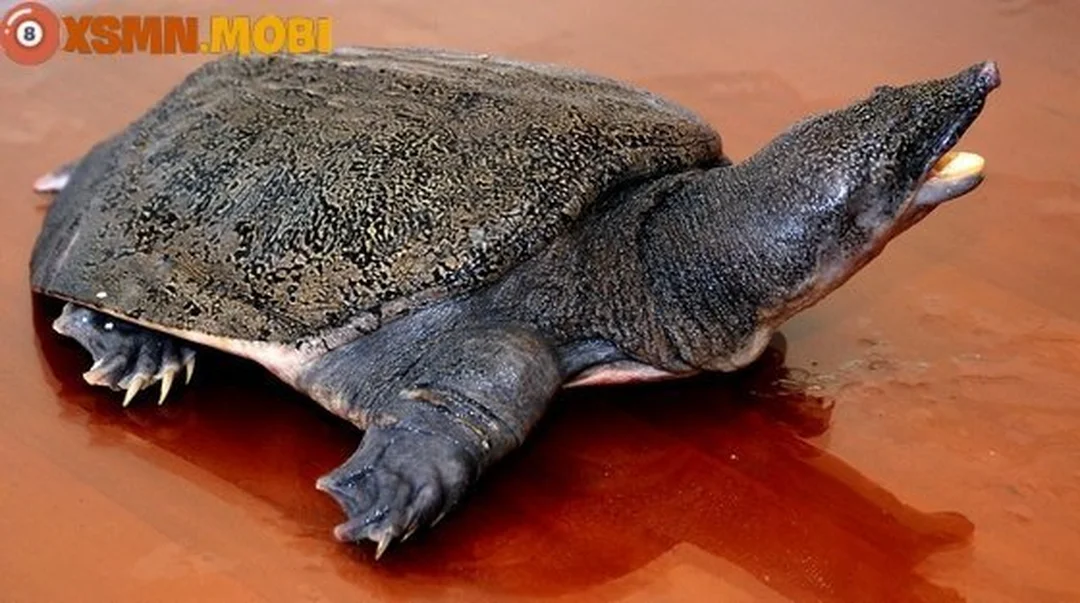 mơ thấy con ba ba thì đánh con gì - hình minh họa 3