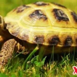 mo thay con rua danh con gi bang tra so rua