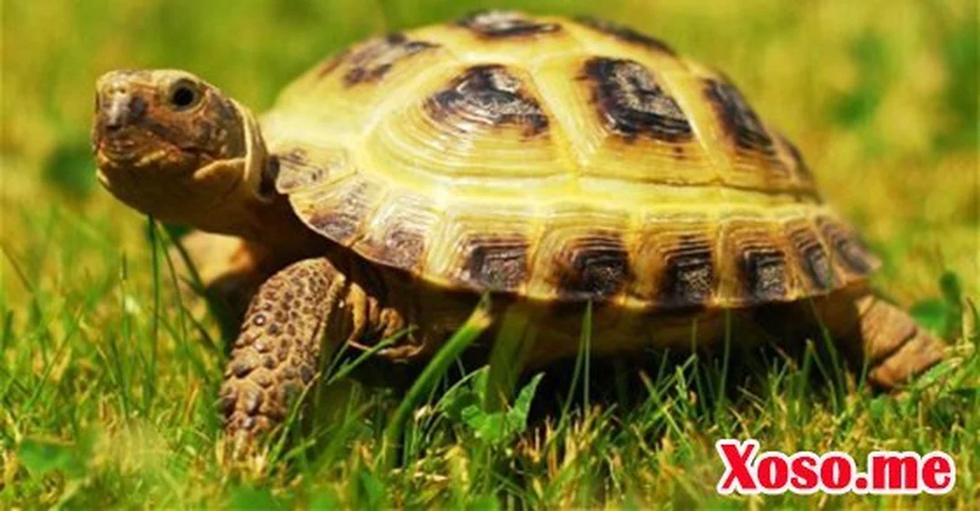 mo thay con rua danh con gi bang tra so rua