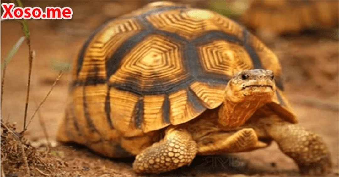 mơ thấy con rùa đánh con gì biểu tượng rùa trong văn hóa Việt