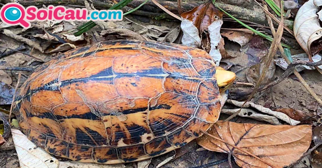 mơ thấy con rùa đánh con gì câu hỏi thường gặp