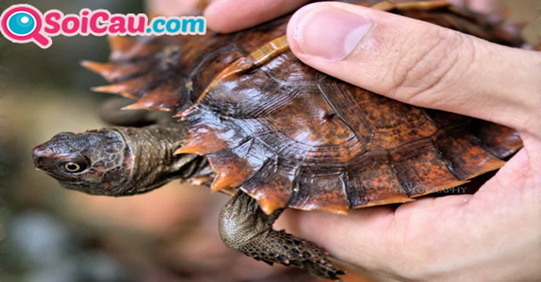 mơ thấy con rùa đánh con gì khi rùa bò vào nhà hoặc dưới nước