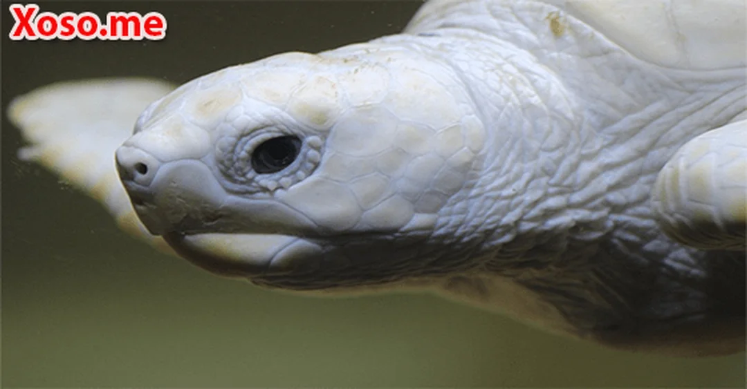 mơ thấy con rùa đánh con gì theo màu rùa vàng xanh đen trắng