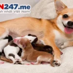 mo thay de con danh so gi hinh minh hoa 1