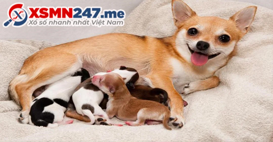 mo thay de con danh so gi hinh minh hoa 1