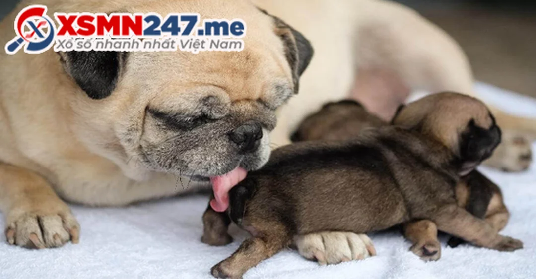 mơ thấy đẻ con đánh số gì và ý nghĩa giấc mơ chó đẻ minh họa