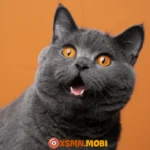 mo thay meo vang danh con gi hinh minh hoa 1