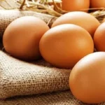 mo thay nhieu trung ga xep trong ro