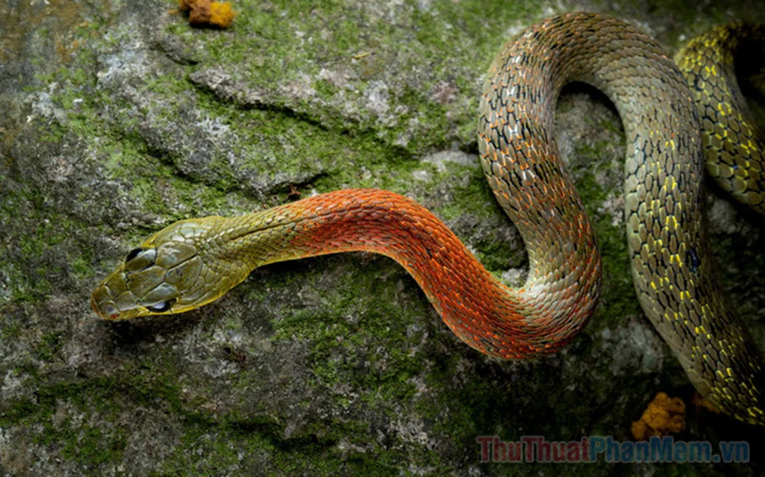 Mơ thấy rắn cắn đánh con gì? Giải mã giấc mơ thấy rắn cắn