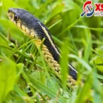 mo thay ran danh so gi bang so so mo