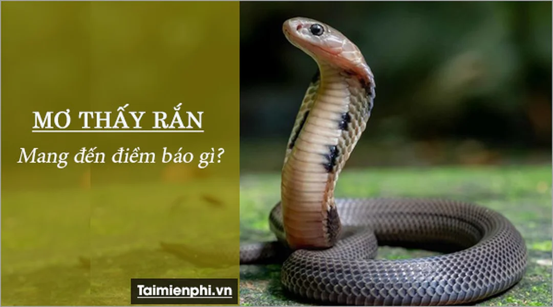 mơ thấy rắn đánh số gì cần ghi lại chi tiết giấc mơ