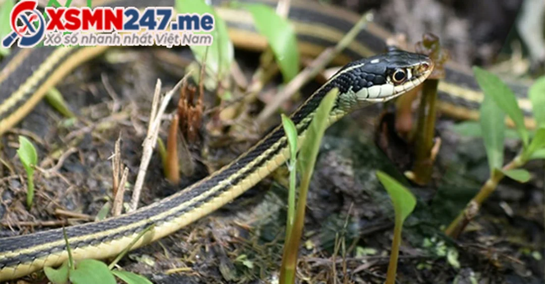 mơ thấy rắn đánh số gì là điềm báo gì