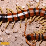 mo thay ret danh con gi hinh minh hoa 1