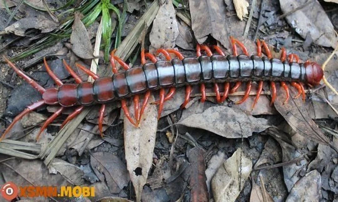 mơ thấy rết đánh con gì - hình minh họa 2