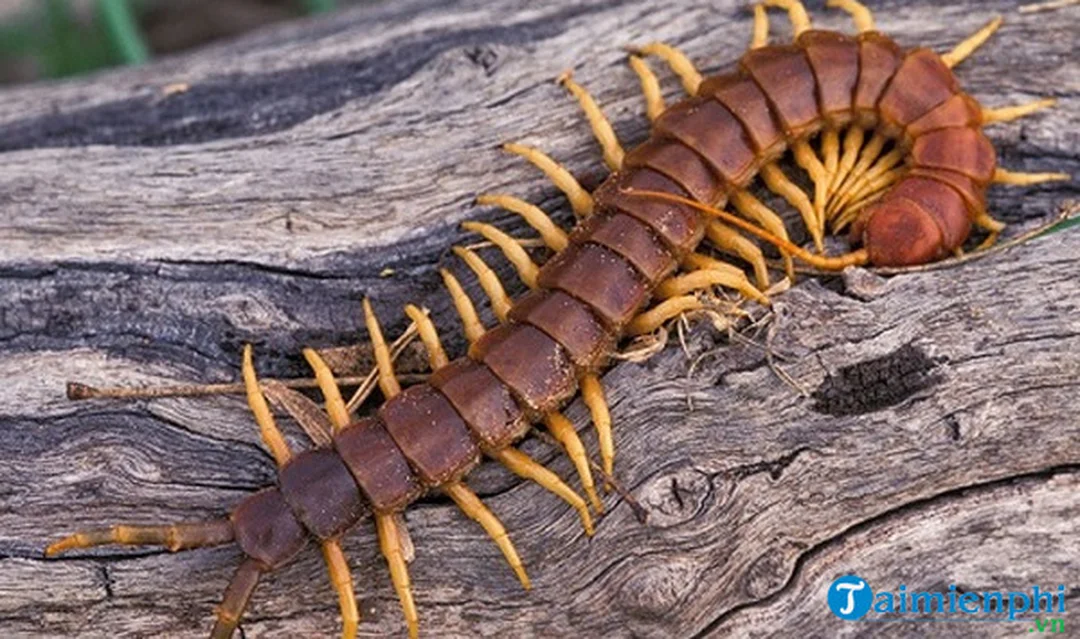 mơ thấy rết đánh con gì - hình minh họa 5