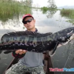 nam mo thay bat ca loc danh con gi trong so mo dan gian
