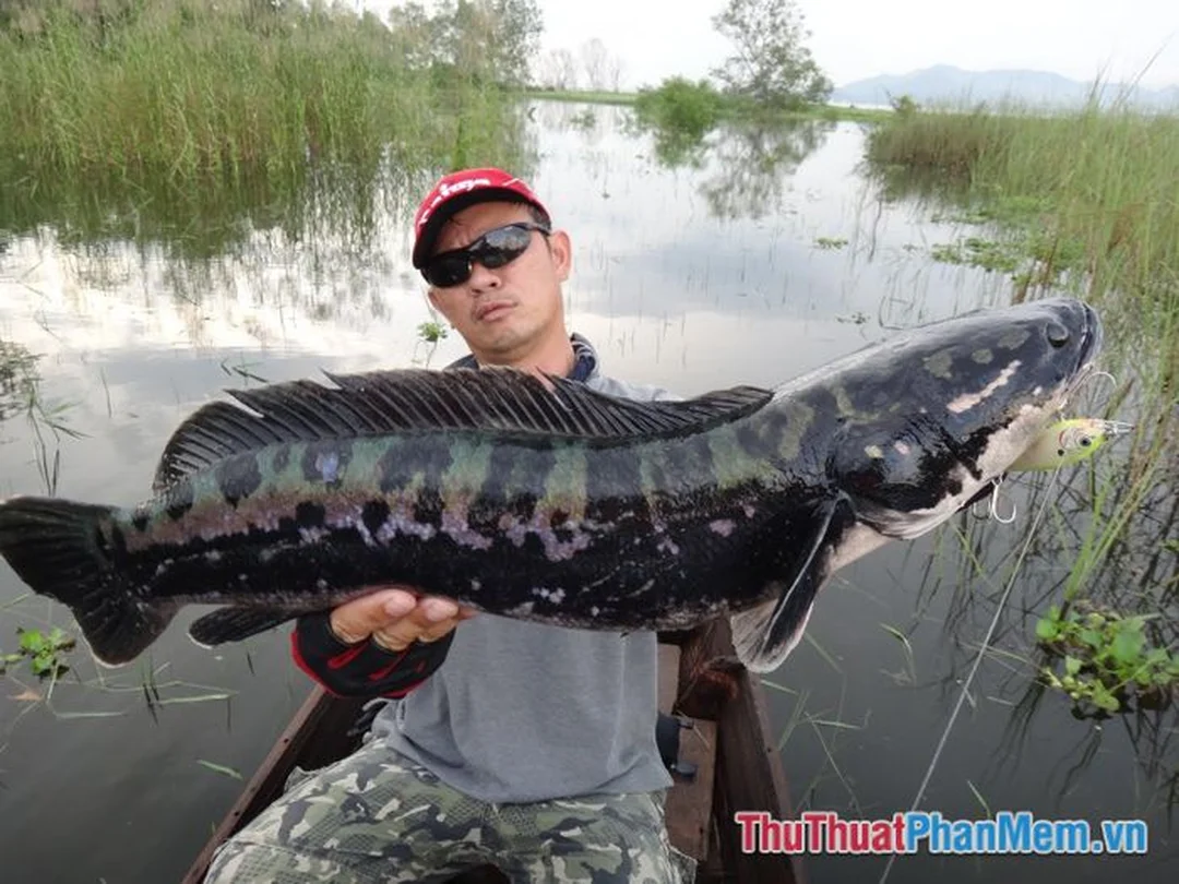 nam mo thay bat ca loc danh con gi trong so mo dan gian