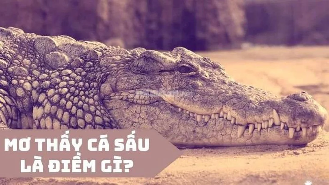 nằm mơ thấy cá sấu là điềm gì và câu hỏi thường gặp
